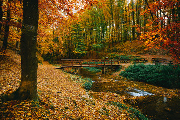 Bridge over the stream in autumn forest