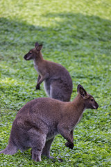 Naklejka na ściany i meble Two kangaroos in the grass looking in a different directions