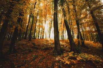 Autumn colorful forest