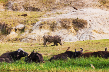 The African buffalo or Cape buffalo
