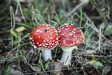 Dwa przytulone muchomory