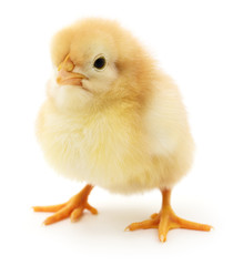 Small yellow chicken.