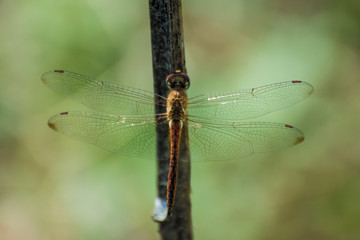 Dragonfly