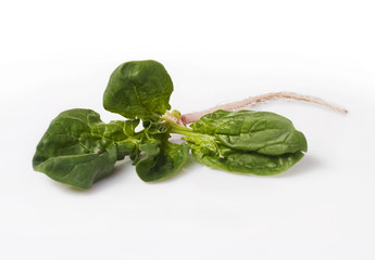 on white background useful dietary food spinach