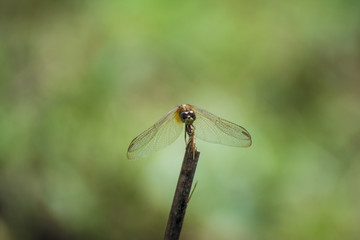 Dragonfly