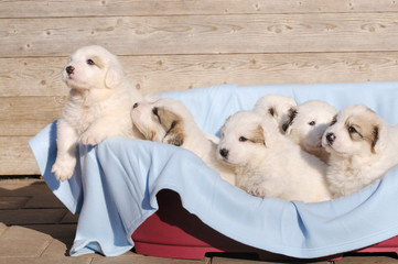 dog great pyrenees in the basket