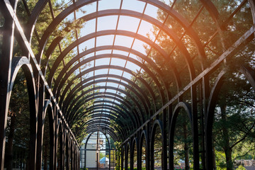 High trees and sky. Green pines during summer. Best place to rest. Fresh air and silence.