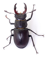 Black Stag Beetle.