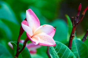 Pink plumeria on the plumeria tree
