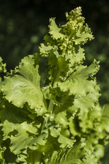 lettuce leaves on branches in garden grows