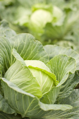 green cabbage growing in garden