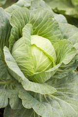 Fototapeta na wymiar green cabbage growing in garden