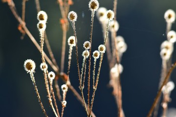 Flower in a field day against
