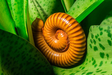 Macro of orange and brown millipede on green leaf, Millipede coi