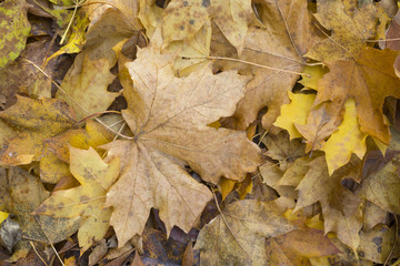 Autumn, fallen leaves