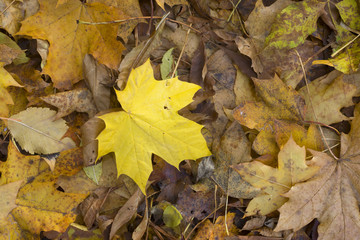 Autumn, fallen leaves