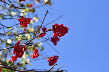 Red rowan berry with blue sky in background.