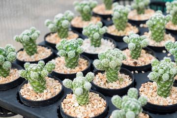 Cactus plant row cultivate on tray