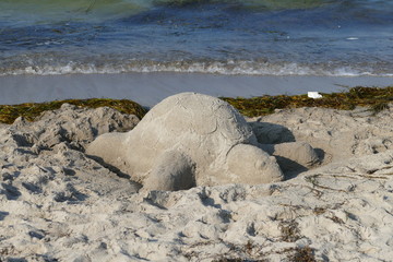 Sandschildkr&ouml;te, Sandburg an der Ostsee