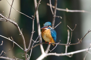 Kingfisher
