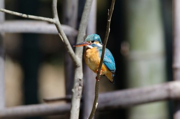 Kingfisher
