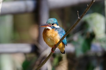Kingfisher

