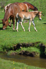 Little foal on a green grass field with flowers and other horses near mountain water stream