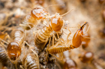 termite