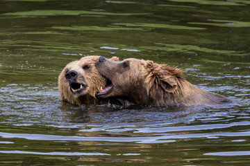 Braunbär - Ursus arctos