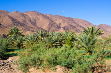 Green oasis in Morocco