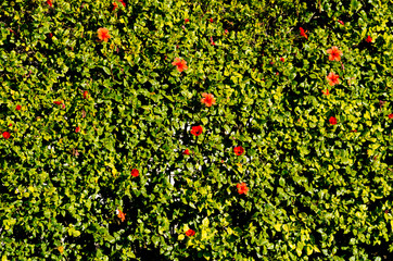 Hedge with red flowers