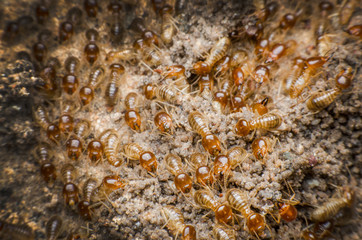 termite