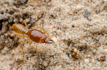 termite