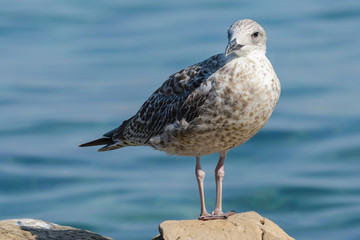 Seagull