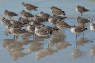 group of willet (Tringa semipalmata) resting the beach at the edge of the waves.
