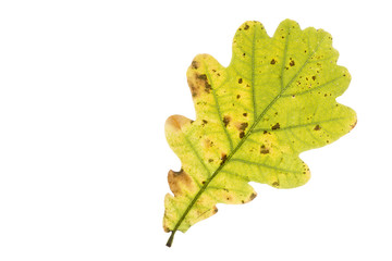 Eichenblatt mit Herbstfärbung, freigestellt