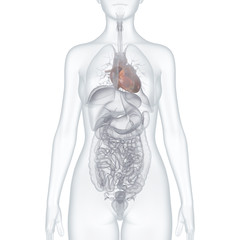 Herz, innere Organe: anatomische Illustration &ndash; transparenter weiblicher Oberk&ouml;rper freigestellt auf  weissem Hintergrund