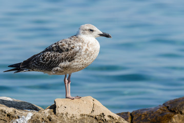 Seagull