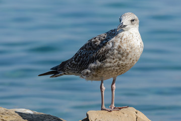 Seagull