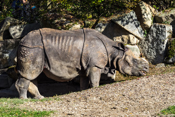 Fototapeta premium Indisches Panzernashorn - Rhinoceros unicornis - Rhinozeros - Nashorn