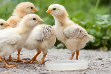 Baby chickens water drinking on dish.