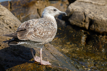 Seagull