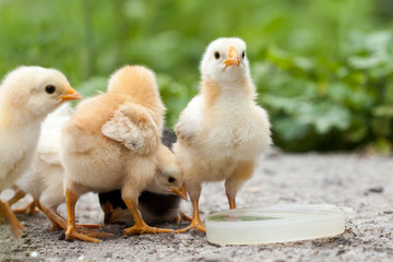 Baby chickens water drinking on dish.