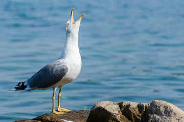Seagull