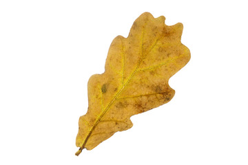 Naklejka na ściany i meble Eichenblatt mit Herbstfärbung, freigestellt