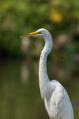 Fototapeta premium Potrait of the Great egret (Ardea alba).