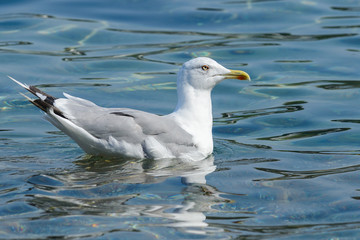Seagull