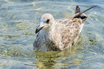 Seagull