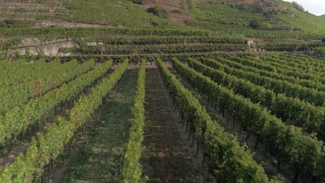 Vineyards Slow Flyover
