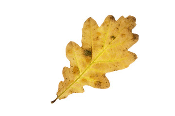 Eichenblatt mit Herbstfärbung, freigestellt